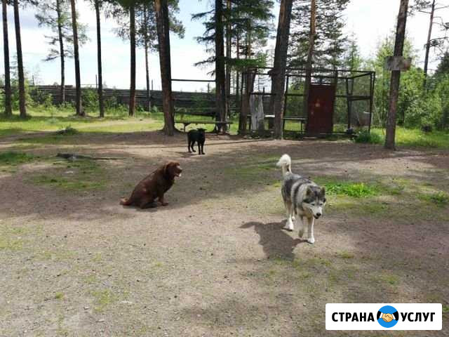 Передержка животных Нерюнгри - изображение 1