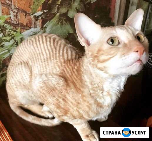 Вязка Корниш Рекс Кохма - изображение 1