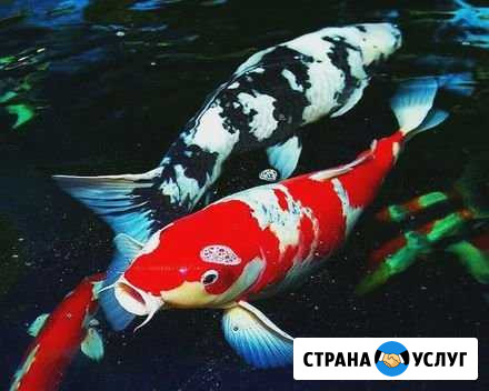 Обслуживание аквариума Новосибирск - изображение 1