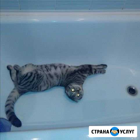 Передержка животных, зоо-няня Лобня - изображение 1