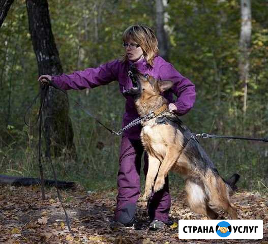 Передержка собак Москва - изображение 1