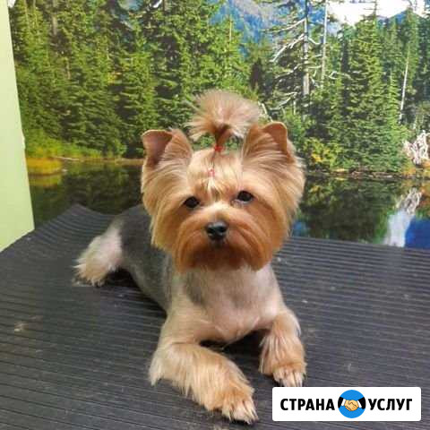 Стрижка собак и кошек Братск - изображение 1