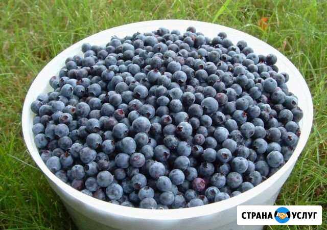 Черника Псков - изображение 1