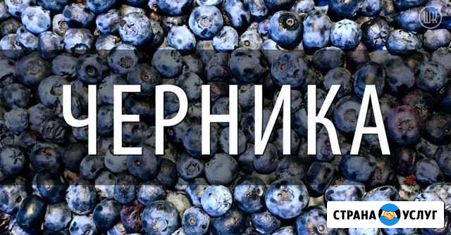 Черника на заказ Слободской - изображение 1