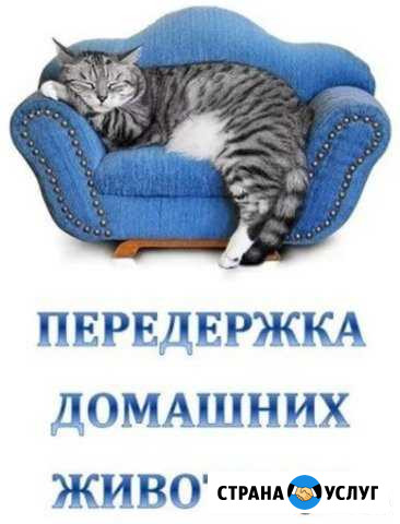 Передержка кошек Благовещенск - изображение 1