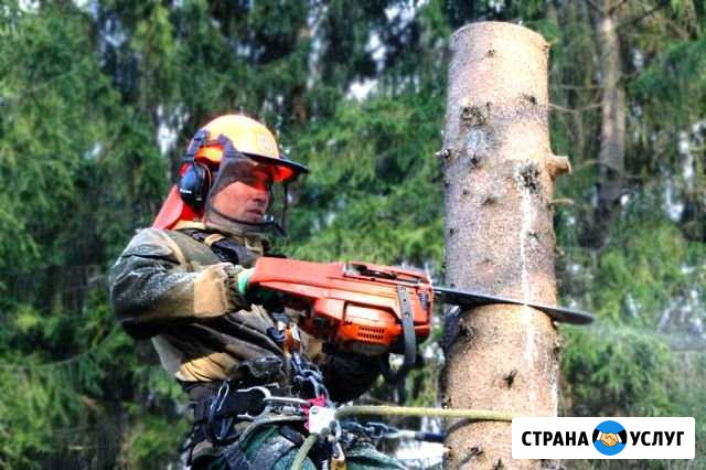 Спилка деревьев, спилить дерево, удаление деревьев Псков - изображение 1