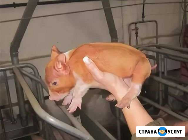 Кастрация поросят Искитим - изображение 1
