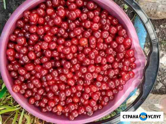 Вишня Сызрань