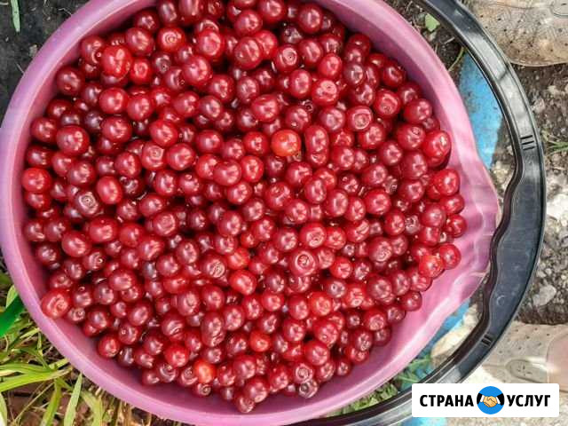 Вишня Сызрань - изображение 1