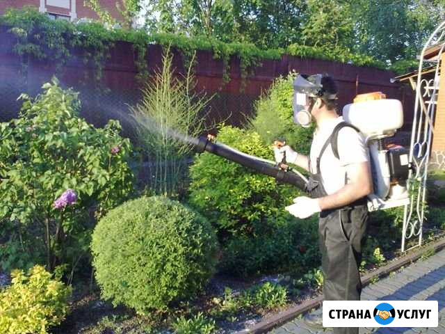 Обработка деревьев от вредителей и болезней Псков - изображение 1