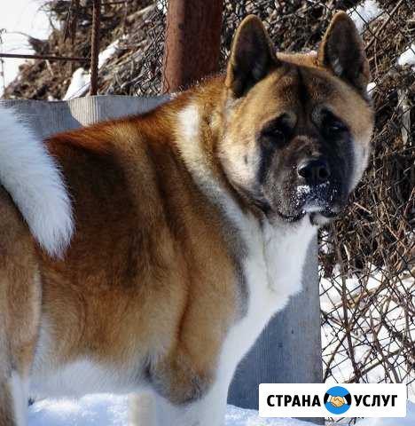 Американская акита вязка Курск - изображение 1