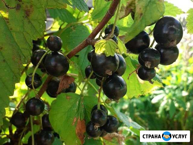 Смородина Анжеро-Судженск - изображение 1