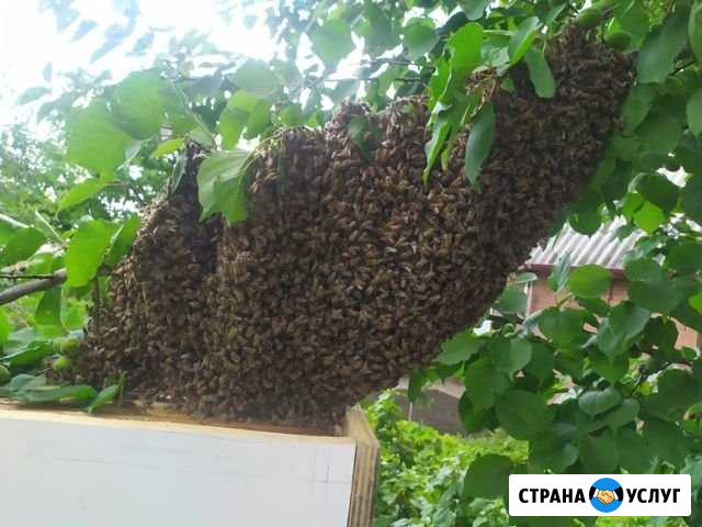 Сниму рой пчёл, помогу избавиться от пчёл Истра - изображение 1