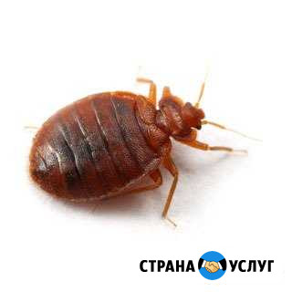 Уничтожение клопов, блох,тараканов, короедов Казань - изображение 1