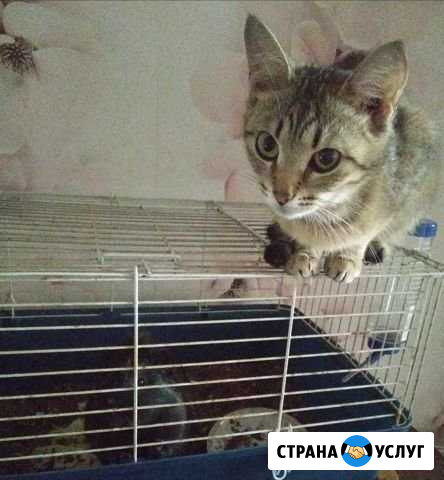 Передержка животных Липецк - изображение 1