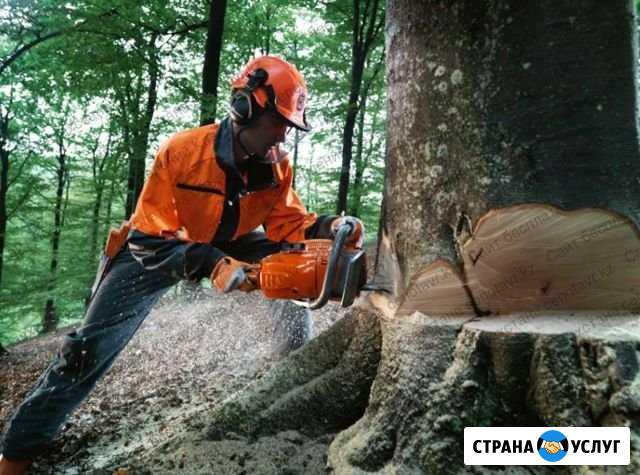 Расчистка участка Сочи - изображение 1