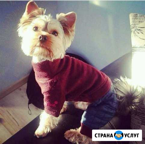 Вязка йокширского терьера Биробиджан - изображение 1