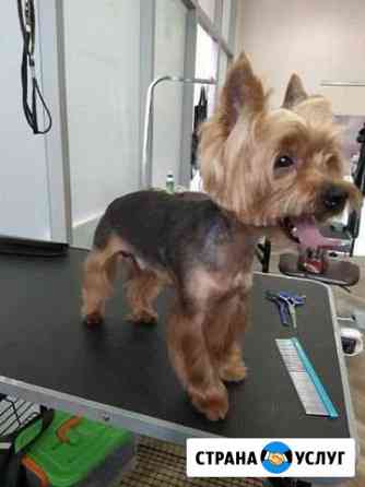Стрижка собак Москва