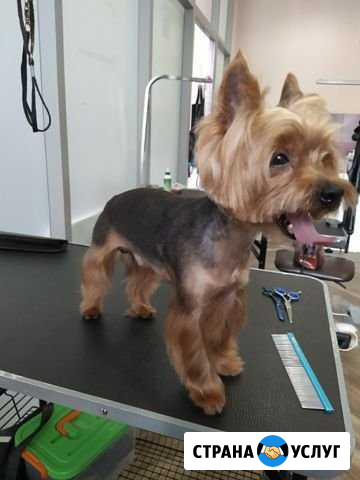 Стрижка собак Москва - изображение 1