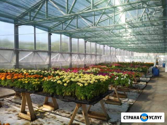 Теплицы Красногорск - изображение 1