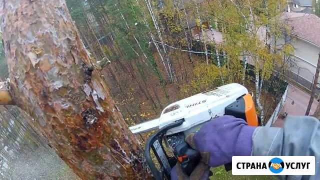 Спил и лечение деревьев Егорьевск - изображение 1