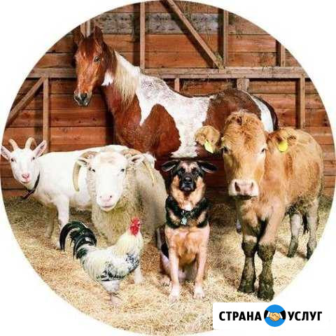 Передержка сельхоз животных Кострома - изображение 1
