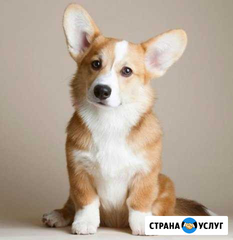 Передержка домашних питомцев Зеленоград - изображение 1