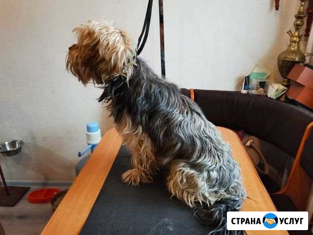 Груминг Новый - изображение 1