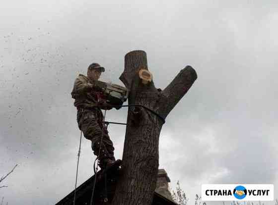Спил деревьев Шахты
