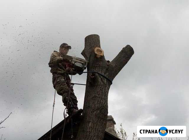 Спил деревьев Шахты - изображение 1