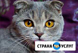 Передержка для ваших питомцев Барнаул - изображение 1