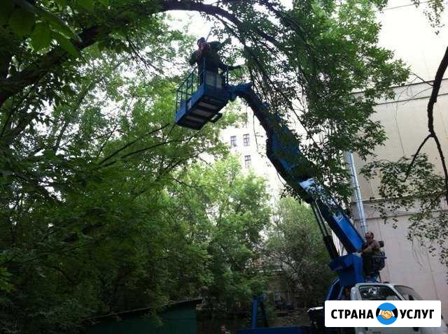 Спил. Обрезка деревьев. Снос. Корчевание пней Курган - изображение 1