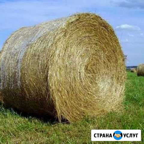 Сено Давлеканово - изображение 1