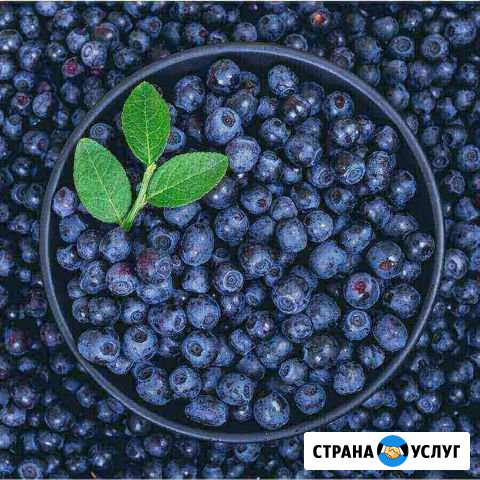 Черника Вологда - изображение 1