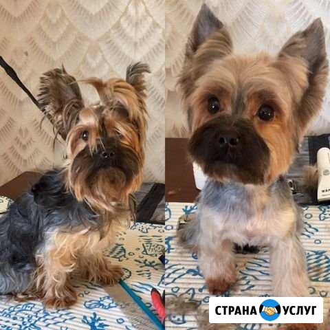 Стрижка собак Серпухов - изображение 1
