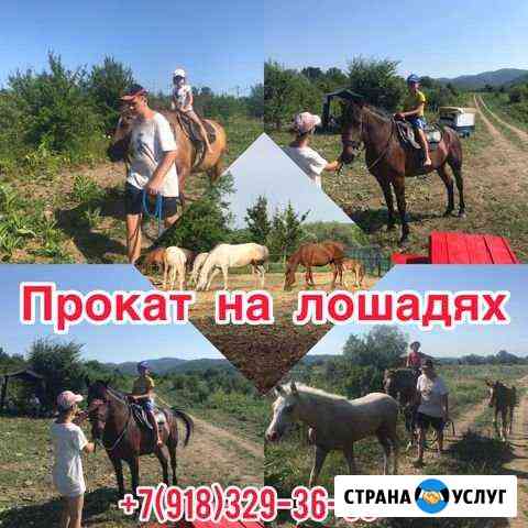Конные прогулки/прокат Крымск