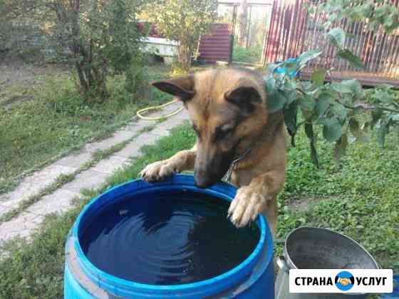 Кобель для вязки Ясногорск