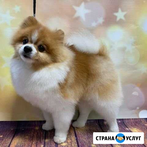 Груминг Хабаровск - изображение 1