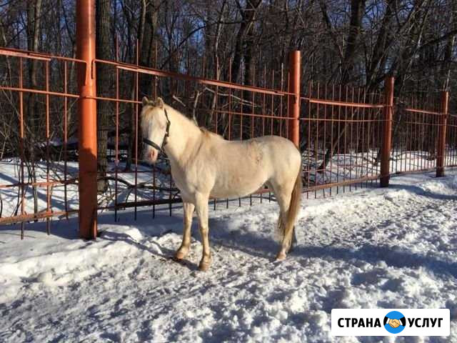 Тренировки по верховой езде, на лошадях, и поняшка Ульяновск - изображение 1