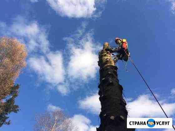 Валка, спил и удаление деревьев любой сложности Санкт-Петербург