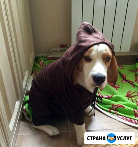 Бигль. Для разведения Симферополь - изображение 1