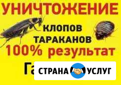 Уничтожение насекомых Мелеуз - изображение 1
