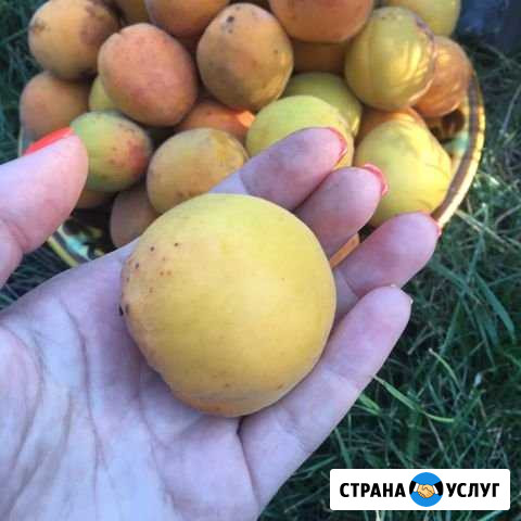 Абрикос Новочеркасск - изображение 1