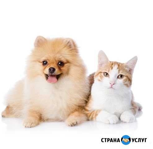 Зоострижки Минусинск - изображение 1