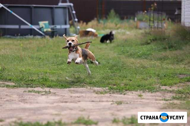 Передержка собак Белоозёрский - изображение 1