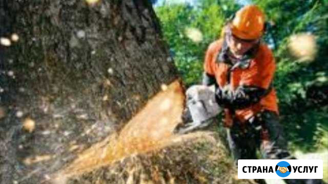 Спил деревьев Ильский - изображение 1