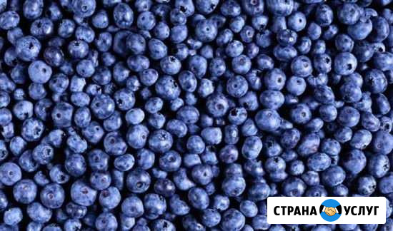 Черника Сургут - изображение 1