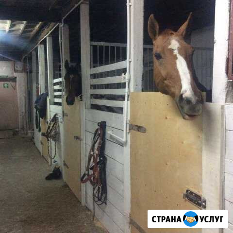 Постой лошадей, аренда денников Люберцы - изображение 1
