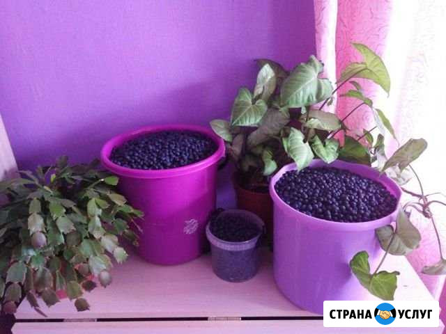 Ягоды на заказ Егорьевск - изображение 1