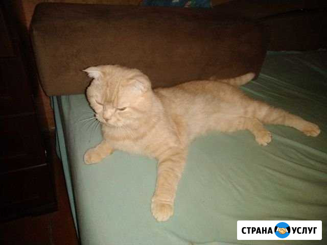 Вязка с шотландским вислоухим котом Калининград - изображение 1